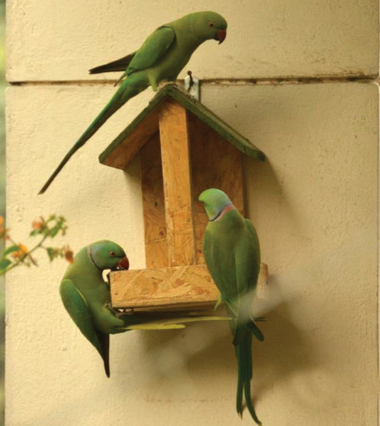 Koriko Design's Junior Birdies Seed Feeder Set - Elevate your child's nature exploration with this delightful kit, featuring a seed feeder designed for budding bird enthusiasts.