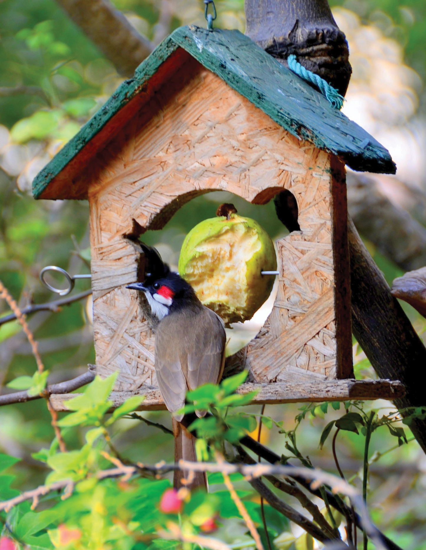 Koriko Design's Junior Birdies Fruit Feeder Set - Immerse your little nature enthusiast in the wonders of birdwatching with this engaging kit.